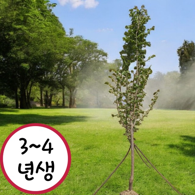꽃띄움 이미지